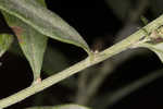 Common wormwood 